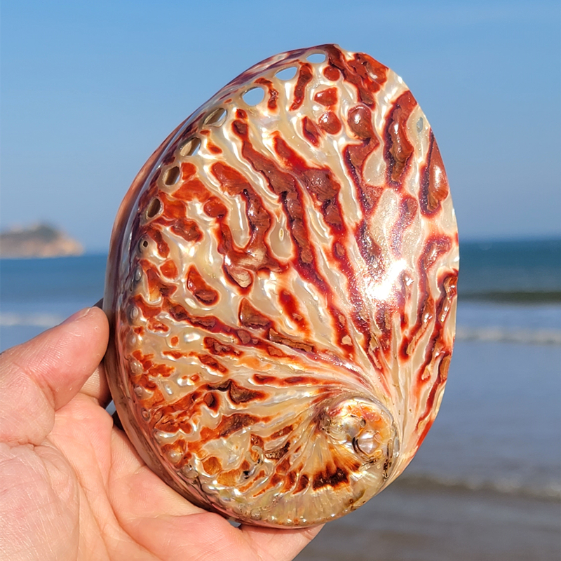 Home Decoration Red Pattern Ab - Marine Aquarium Decorations のレビューと価格