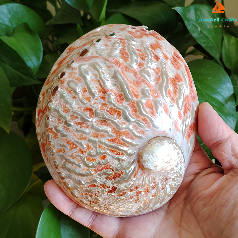 Home Decoration Red Pattern Ab - Marine Aquarium Decorations のレビューと価格