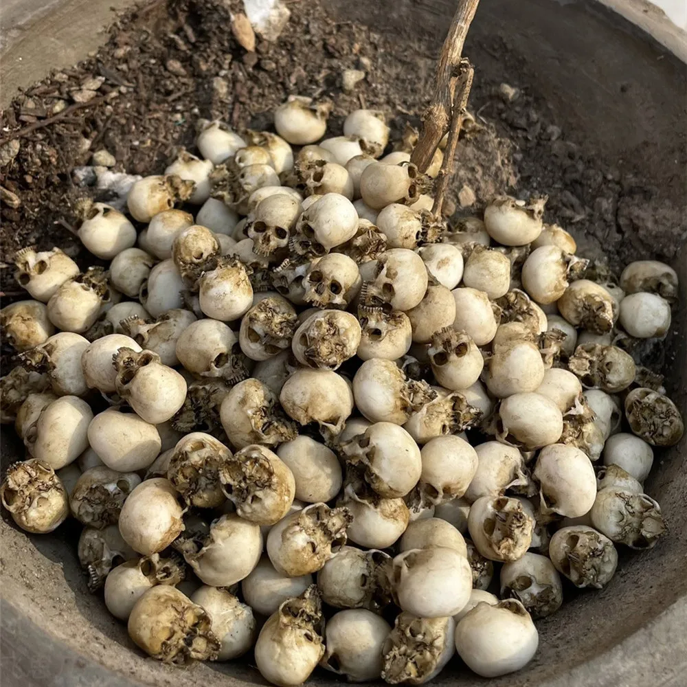 Mini Skull High Quality Miniat - Marine Aquarium Mini のレビューと価格