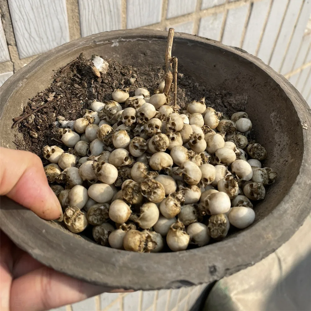 Mini Skull High Quality Miniat - Marine Aquarium Mini のレビューと価格